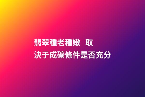 翡翠種老種嫩   取決于成礦條件是否充分